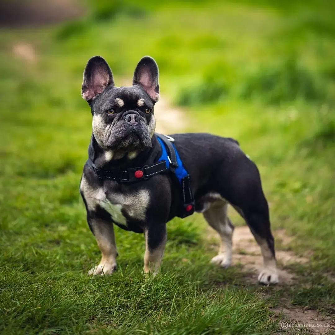 French Bulldog