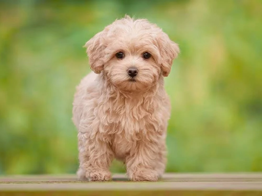 Maltipoo