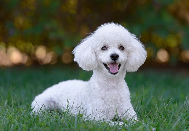 Poodle