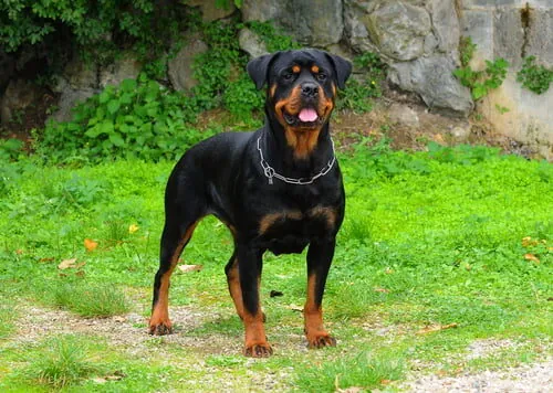 Rottweiler